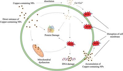 Copper-containing nanoparticles: Mechanism of antimicrobial effect and application in dentistry-a narrative review